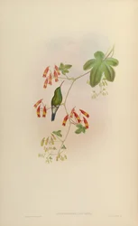 Lepidopyga goudoti
